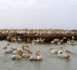 http://www.ndarinfo.com/Menace-de-disparition-du-Parc-de-Dioudj-Sur-16-000-hectares-il-n-en-reste-que-6-000_a5487.html