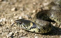 [VIDEO] Un serpent trouble la circulation sur le Pont Faidherbe de Saint-Louis