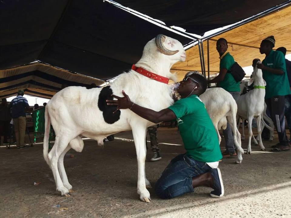 Le mouton dénommé " VOLCAN" remporte le concours de la 17e édition de la foire de Saint-Louis Le mouton dénommé " VOLCAN" remporte le concours de la 17e édition de la foire de Saint-Louis