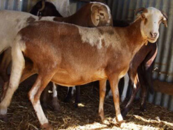 Autosuffisance en moutons : vers l’interdiction de l’abattage des brebis (ministre)