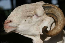 Quel mouton pour perpétuer le geste d’Abraham ? Les éclairages de l’islamologue Serigne Mokhtar Sall Quel mouton pour perpétuer le geste d’Abraham ? Les éclairages de l’islamologue Serigne Mokhtar Sall