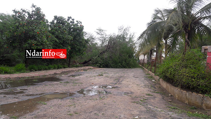 TEMPÊTE: d’importants dégâts à Saint-Louis (photos)