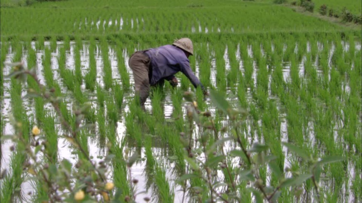 Campagne agricole 2016-2017 : 5 milliards de FCfa pour emblaver 15.600 hectares.