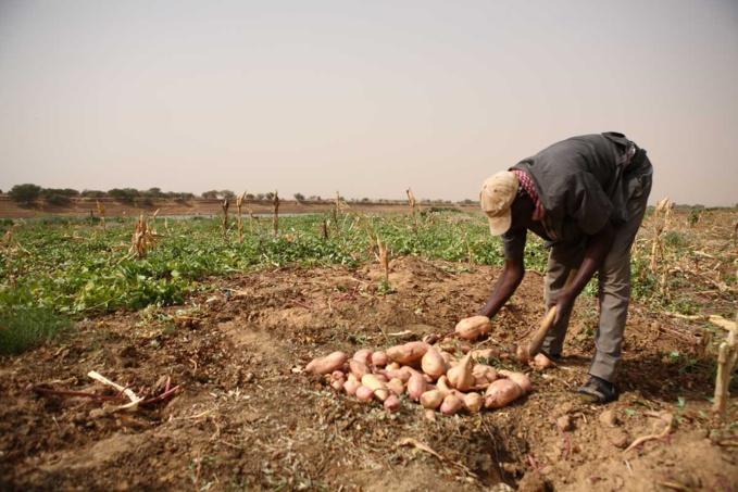 Saint-Louis parmis les quatre régions où vivent les Sénégalais les plus mal nourris.