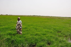 Ross-Béthio : le Cenaf veut autonomiser les femmes. Ross-Béthio : le Cenaf veut autonomiser les femmes.