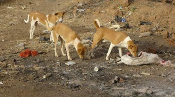 Saint-Louis : 29 personnes tuées par des chiens enragés, en 2016.