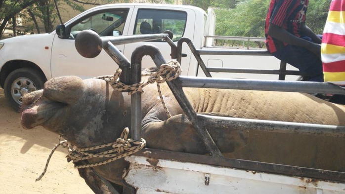 RICHARD-TOLL: Un énorme lamantin mort échoue sous le pont de la rivième Taouey (Photos)