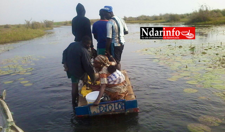 SALGUIR DIAGNE : pour traverser le fleuve, les populations montent sur des charrettes (photos)
