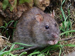 NDIAYE ET NGOMENE : des rats sabotent les rendements agricoles.