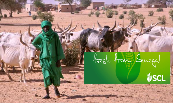 FASS-NGOM : les populations de Sinthiou Thirmoy accusent la SCL d’accaparement de terres. FASS-NGOM : les populations de Sinthiou Thirmoy accusent la SCL d’accaparement de terres.