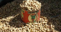 Le prix au producteur du kilogramme d’arachide fixé à 210 FCFA Le prix au producteur du kilogramme d’arachide fixé à 210 FCFA