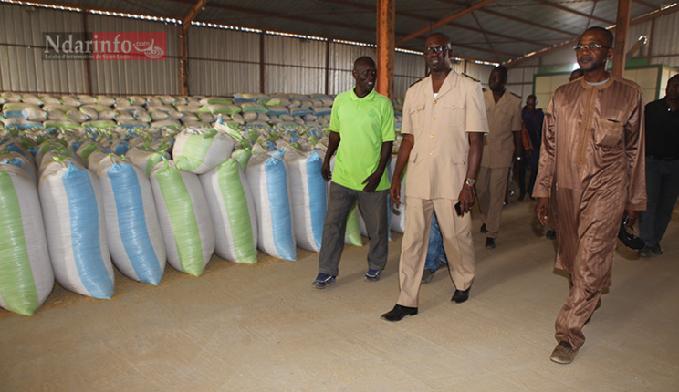 Alioune Aidara NIANG, dans le magasin de stockage du riz de Senhuile Alioune Aidara NIANG, dans le magasin de stockage du riz de Senhuile