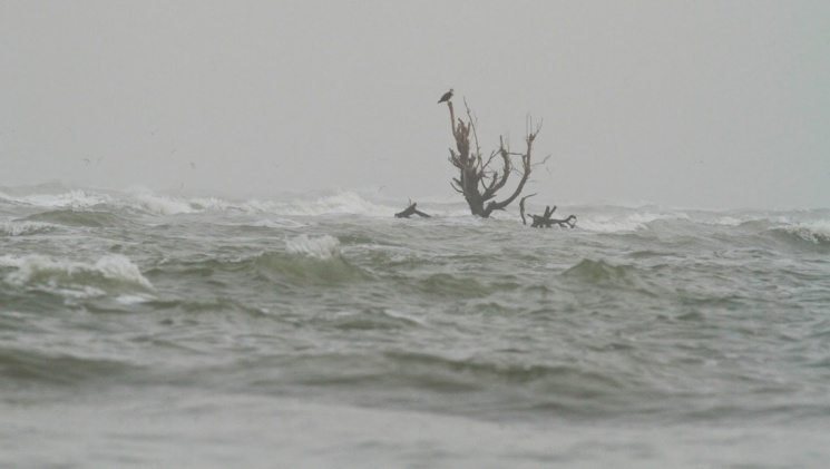 Source Photo: http://ornithondar.blogspot.sn