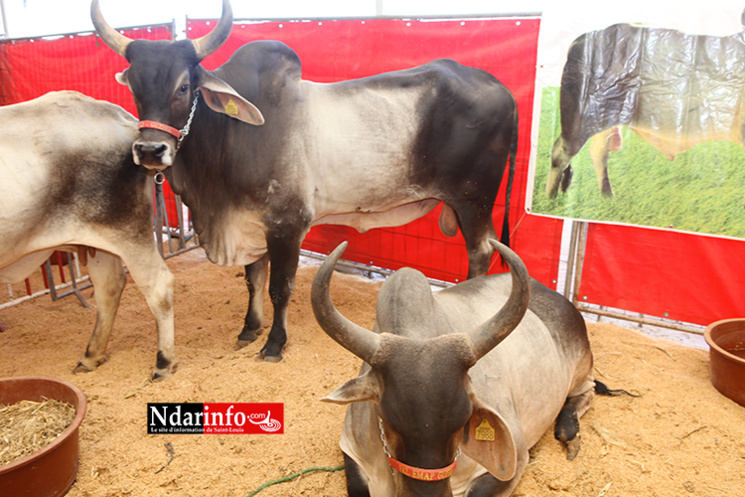 NDIOUM: quelques images inédites ( Photos ) NDIOUM: quelques images inédites ( Photos )