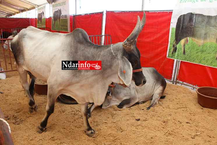 NDIOUM: quelques images inédites ( Photos ) NDIOUM: quelques images inédites ( Photos )