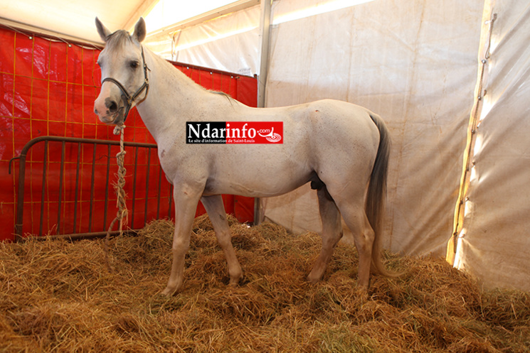 NDIOUM: quelques images inédites ( Photos ) NDIOUM: quelques images inédites ( Photos )