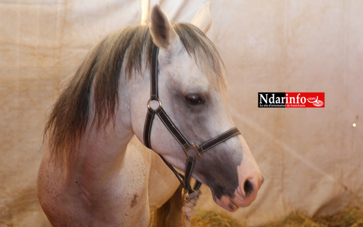 NDIOUM: quelques images inédites ( Photos ) NDIOUM: quelques images inédites ( Photos )