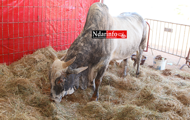 NDIOUM: quelques images inédites ( Photos ) NDIOUM: quelques images inédites ( Photos )