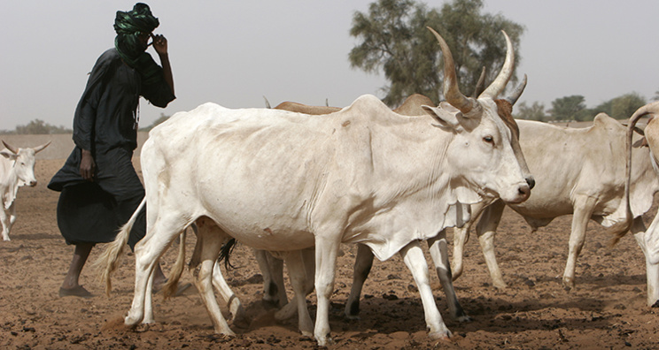 DAGANA : ASSTEL 2 lance un programme d’alphabétisation au profit des éleveurs. DAGANA : ASSTEL 2 lance un programme d’alphabétisation au profit des éleveurs.