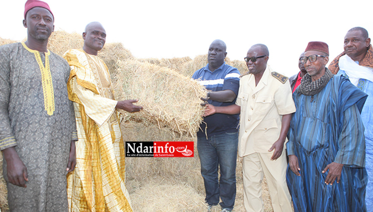 SENHUILE offre des bottes de paille aux éleveurs de Ngnith et de Ronkh. SENHUILE offre des bottes de paille aux éleveurs de Ngnith et de Ronkh.