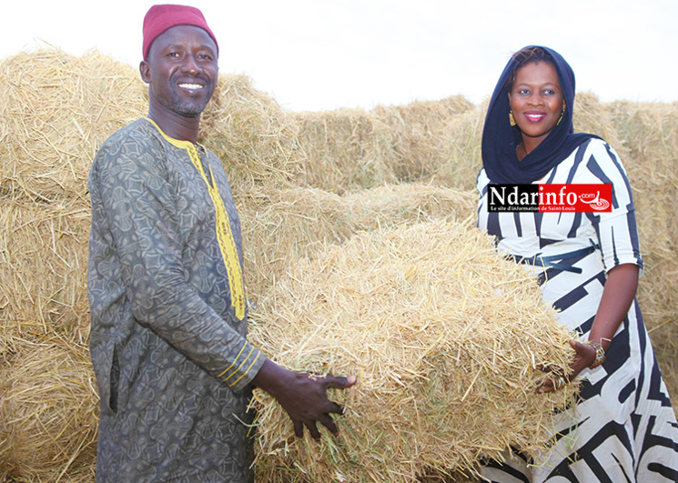 SENHUILE offre des bottes de paille aux éleveurs de Ngnith et de Ronkh. SENHUILE offre des bottes de paille aux éleveurs de Ngnith et de Ronkh.