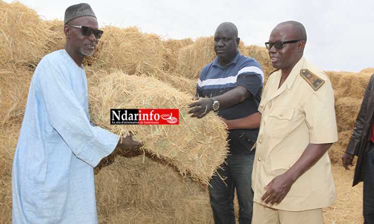 SENHUILE offre des bottes de paille aux éleveurs de Ngnith et de Ronkh. SENHUILE offre des bottes de paille aux éleveurs de Ngnith et de Ronkh.