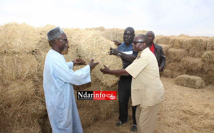 SENHUILE offre des bottes de paille aux éleveurs de Ngnith et de Ronkh. SENHUILE offre des bottes de paille aux éleveurs de Ngnith et de Ronkh.