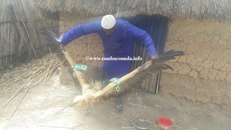 Maka Colibantang, la célèbre histoire d’un vautour défraie la chronique. Maka Colibantang, la célèbre histoire d’un vautour défraie la chronique.