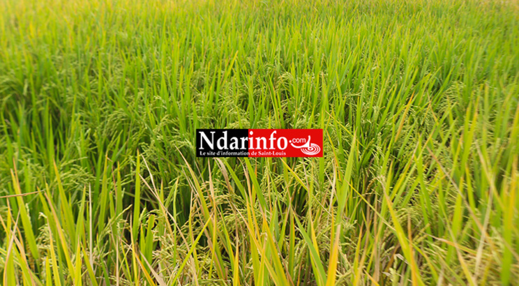 La production de riz a atteint un niveau record en 2016.