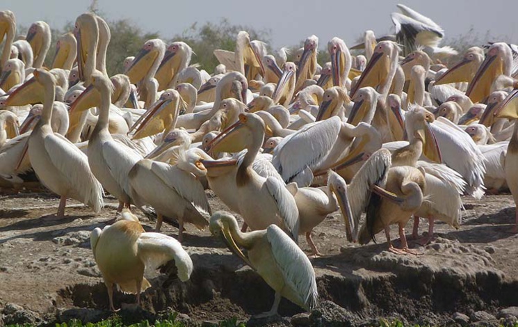Sénégal : le défi du "tourisme durable" Sénégal : le défi du "tourisme durable"