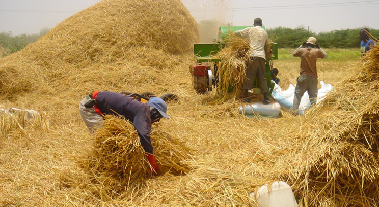 Une production de 750 800 tonnes de riz attendue de la vallée en 2017 (SAED)