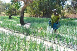 Sénégal : les femmes possèdent moins de 20% des terres agricoles, selon un rapport de la FAO Sénégal : les femmes possèdent moins de 20% des terres agricoles, selon un rapport de la FAO