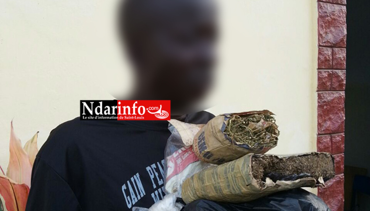 Saint-Louis - Fin de cavale d’un « mystérieux » dealer : les grosses surprises d’une perquisition chez un caïd, employeur d’enfants ( photos )