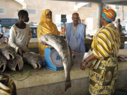 Suspension des pêcheurs de Guet-Ndar : le poisson devient cher en Mauritanie