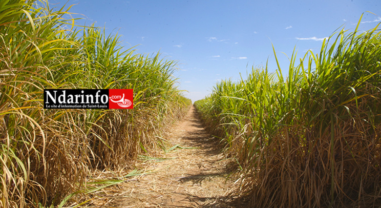 CSS - KT150: la production de sucre au Sénégal a quadruplé au 4e trimestre 2016 CSS - KT150: la production de sucre au Sénégal a quadruplé au 4e trimestre 2016