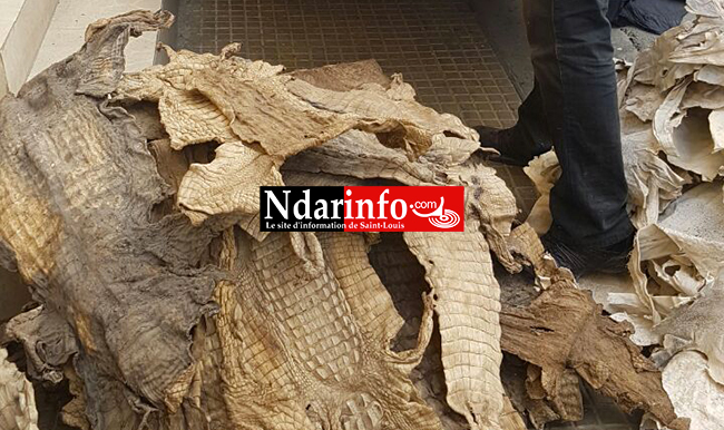 CRIMINALITE FAUNIQUE : quatre trafiquants arrêtés avec 558 peaux de reptiles protégés