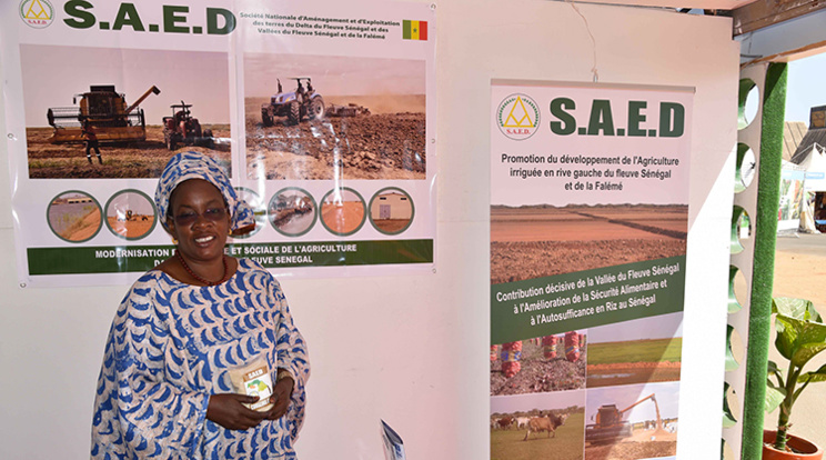 Le Riz local sénégalais au cœur de la FIARA 2017 ( photos ) Le Riz local sénégalais au cœur de la FIARA 2017 ( photos )