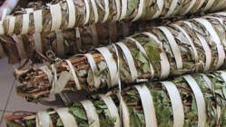 La Kinkéliba : La plantes qui donne longue vie! La Kinkéliba : La plantes qui donne longue vie!