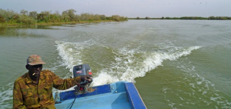 Saint-Louis : un policier meurt noyé dans le fleuve à Djoudj