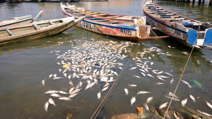 Poissons sur les berges : il faut sanctionner les auteurs de cette indiscipline.