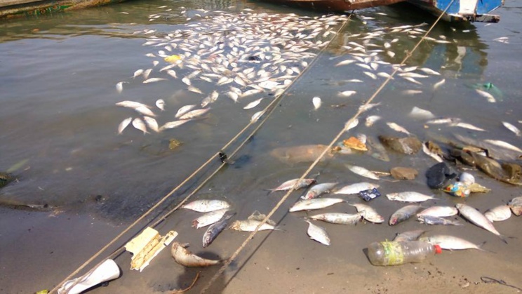 Poissons sur les berges : il faut sanctionner les auteurs de cette indiscipline.