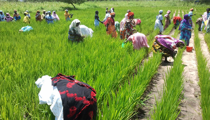 Podor : L’association Rizaf exploite 47 hectares en rizière :Un projet d’économie sociale et solidaire à Thikité