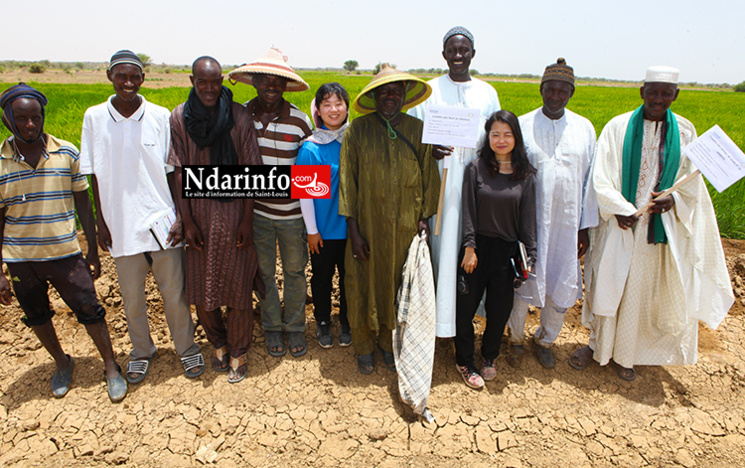 PODOR : l’expertise de la KOICA révolutionne la riziculture à PENDAO