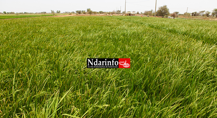 PODOR : l’expertise de la KOICA révolutionne la riziculture à PENDAO PODOR : l’expertise de la KOICA révolutionne la riziculture à PENDAO