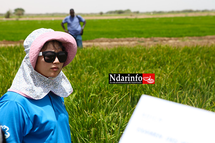 PODOR : l’expertise de la KOICA révolutionne la riziculture à PENDAO PODOR : l’expertise de la KOICA révolutionne la riziculture à PENDAO