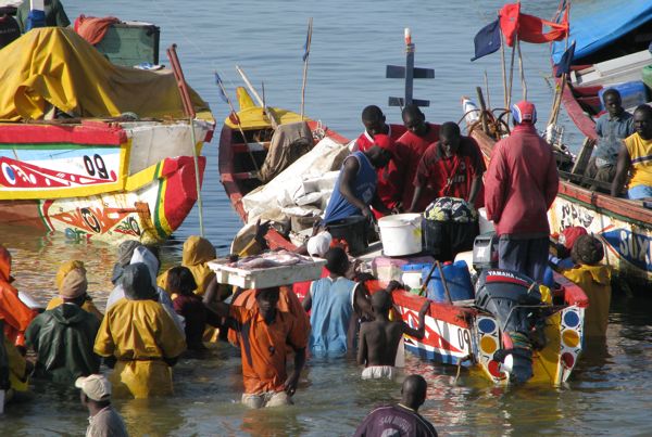 Pêche : d’importantes captures de sardinelles enregistrées à Saint-Louis, au premier trimestre 2017