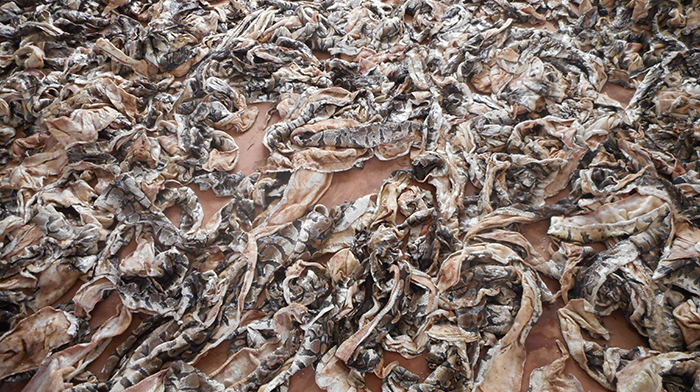 LUTTE CONTRE LA CRIMINALITE FAUNIQUE : Trois trafiquants de peaux de pythons royaux arrêtés à Lomé LUTTE CONTRE LA CRIMINALITE FAUNIQUE : Trois trafiquants de peaux de pythons royaux arrêtés à Lomé