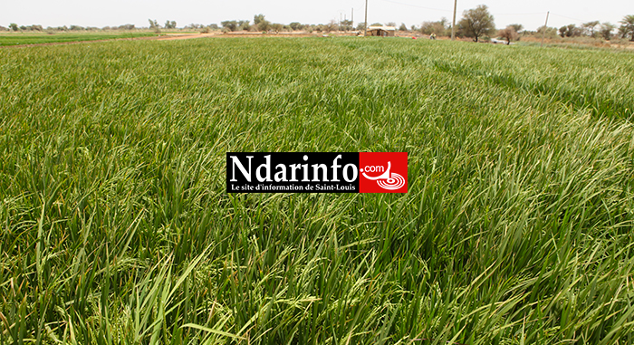 Mise en place des semences et des intrants : démarrage satisfaisant à Saint-Louis Mise en place des semences et des intrants : démarrage satisfaisant à Saint-Louis