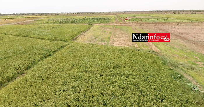 RIZICULTURE : 330 ha aménagements de la KOICA boostent le secteur à PODOR ( vidéo ) RIZICULTURE : 330 ha aménagements de la KOICA boostent le secteur à PODOR ( vidéo )