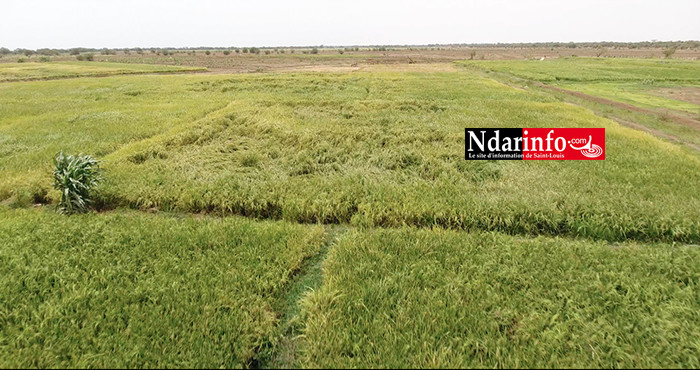 RIZICULTURE : 330 ha aménagements de la KOICA boostent le secteur à PODOR ( vidéo ) RIZICULTURE : 330 ha aménagements de la KOICA boostent le secteur à PODOR ( vidéo )